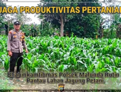 Jaga Produktivitas Pertanian, Bhabinkamtibmas Polsek Malunda Rutin Pantau Lahan Jagung Petani
