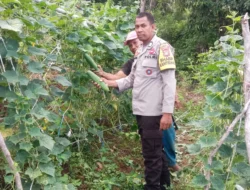 Sukseskan Program Katahanan Pangan, Bhabinkamtibmas Polsek Sendana Dorong Peningkatan Budidaya Ketimun di Puttada