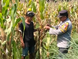Bhabinkamtibmas Polsek Malunda Aktif Dampingi Petani, Pantau Perkembangan Jagung di Lahan Kelompok Tani Bura Dolong