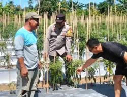 Bhabinkamtibmas Polsek Malunda Pantau Kebun Cabai di Banua, Dukung Ketahanan Pangan dan Tingkatkan Produktivitas Petani