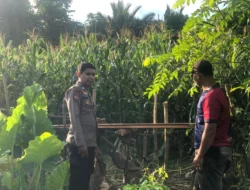 Pastikan Sukses Panen, Bhabinkamtibmas Polsek Sendana Pantau Ladang Jagung 3 Hektar Milik Kelompok Tani Bumdes Batros