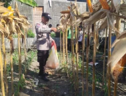 Bhabinkamtibmas Polsek Banggae Pantau Perkembangan Kebun Cabai, Dukung Ketahanan Pangan Nasional