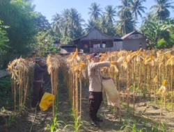 Wujudkan Ketahanan Pangan, Bhabinkamtibmas Polsek Banggae Dampingi Kelompok Tani Bunga Pussu Panen Jagung 