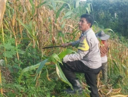 Pantau Ladang Jagung di Lambanang, Bhabinkamtibmas Polsek Sendana Pastikan Jagung Warga Siap Panen