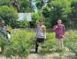 Bhabinkamtibmas Polsek Banggae Pantau Kebun Cabai Warga, Perkuat Ketahanan Pangan di Desa Palipi Soreang