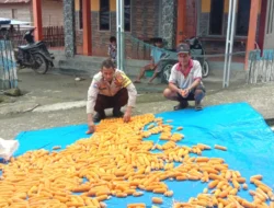 Pastikan Kadar Air Ideal, Bhabinkamtibmas Polsek Sendana Kontrol Proses Pengeringan Jagung Petani Puttada