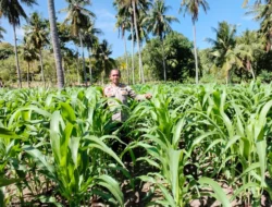 Dukung Ketahanan Pangan, Bhabinkamtibmas Polsek Banggae Pantau Lahan Jagung Kelompok Tani Randang Balisa