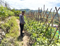 Menjelang Panen, Bhabinkamtibmas Polsek Banggae Intensif Pantau Kebun Tomat Kelompok Tani Bunga Tanjung