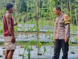 Usia Tanam Masuki Satu Bulan, Bhabinkamtibmas Polsek Sendana Pantau Jagung Kelompok Tani Bukit Harapan