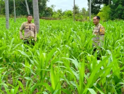 Kapolsek Banggae Turun ke Lahan, Pastikan Pertumbuhan Jagung Kelompok Tani Randang Balisa Optimal