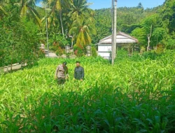Bhabinkamtibmas Polsek Banggae Pantau Pertumbuhan Jagung dan Perkuat Koordinasi Pengelolaan Lahan Pertanian Warga