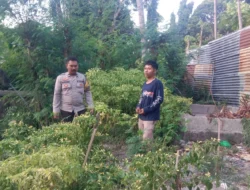 Bhabinkamtibmas Polsek Banggae Dorong Ketahanan Pangan, Budidaya Cabai Warga Jadi Perhatian Khusus