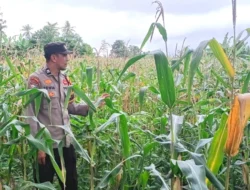 Mengawal Ketahanan Pangan dari Desa, Bhabinkamtibmas Polsek Malunda Pantau Jagung Warga yang Memasuki Usia Tiga Bulan.