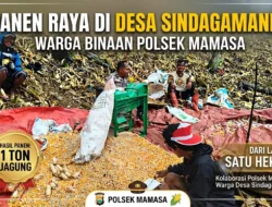 Panen Raya di Desa Sindagamanik, Warga Binaan Polsek Mamasa Raup 1 Ton Jagung dari Lahan 1 Hektare