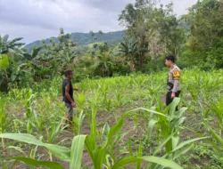 Perkuat Ketahanan Pangan, Bhabinkamtibmas Polsek Sendana Dampingi Kelompok Tani Buttu Onang