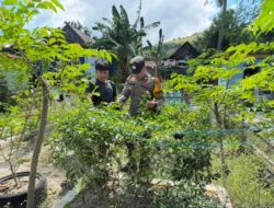 Jaga Ketahanan Pangan, Bhabinkamtibmas Pamboang Turun Langsung Pantau Kebun Cabai Warga
