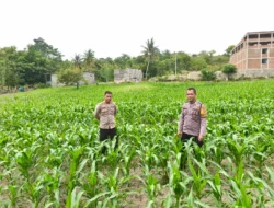 Perkuat Swasembada Pangan, Kapolsek Banggae Pantau Pertumbuhan Jagung Kelompok Tani Sipatokkon