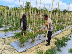 Jaga Produktivitas Petani, Bhabinkamtibmas Polsek Banggae Pantau Kebun Cabai Kelompok Tani Paendo
