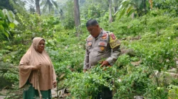 Bhabinkamtibmas Polsek Pamboang Turun ke Kebun, Ikut Panen Cabai Bersama Warga di Betteng