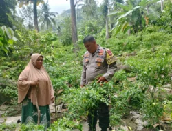 Bhabinkamtibmas Polsek Pamboang Turun ke Kebun, Ikut Panen Cabai Bersama Warga di Betteng