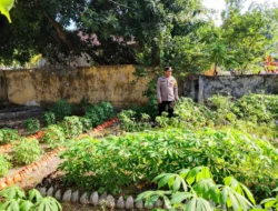 Pantau Kebun Cabai dan Singkong, Bhabinkamtibmas Polsek Pamboang Kawal Ketahanan Pangan dari Tingkat Desa