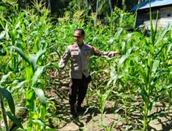 Bhabinkamtibmas Polsek Banggae Pantau Pertumbuhan Jagung Warga, Dukung Ketahanan Pangan di Tande Timur