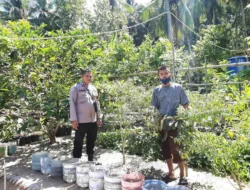Bhabinkamtibmas Polsek Banggae Kawal Ketahanan Pangan, Pastikan Kebun Kelompok Tani Kayu Bunga Tumbuh Produktif