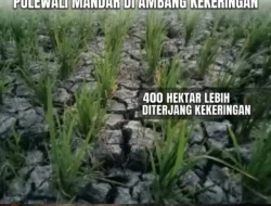 Krisis Air Ancam 400 Hektare Lahan Pertanian di Polewali Mandar, Petani Desak Bantuan Pompa Air