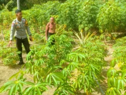 Dukung Ketahanan Pangan Nasional, Bhabinkamtibmas Polsek Banggae Pantau Perkembangan Kebun Singkong Warga