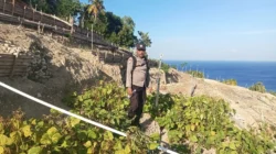 Bhabinkamtibmas Polsek Pamboang Pantau Lahan Pertanian Kacang Hijau, Dorong Produktivitas Pertanian