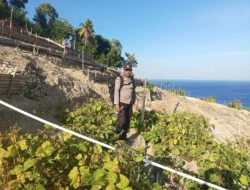 Bhabinkamtibmas Polsek Pamboang Pantau Lahan Pertanian Kacang Hijau, Dorong Produktivitas Pertanian