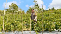 Pastikan Tanaman Siap Panen, Bhabinkamtibmas Polsek Banggae Kontrol Kebun Tomat Kelompok Tani Randang Balisa di Tande Timur