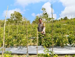 Pastikan Tanaman Siap Panen, Bhabinkamtibmas Polsek Banggae Kontrol Kebun Tomat Kelompok Tani Randang Balisa di Tande Timur
