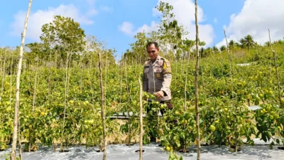 Pastikan Tanaman Siap Panen, Bhabinkamtibmas Polsek Banggae Kontrol Kebun Tomat Kelompok Tani Randang Balisa di Tande Timur