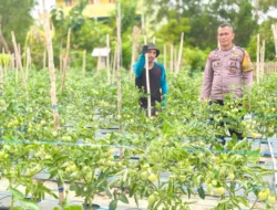 Sambangi Kebun Tomat, Bhabinkamtibmas Polsek Banggae Motivasi Petani Wujudkan Ketahanan Pangan Nasional 