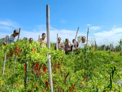 Kapolsek Banggae Turun ke Kebun Cabai, Pastikan Tanaman Petani Siap Panen dan Produktif