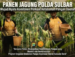 Panen Jagung Polda Sulbar: Wujud Nyata Komitmen Perkuat Ketahanan Pangan Daerah