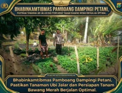 Bhabinkamtibmas Pamboang Dampingi Petani, Pastikan Tanaman Ubi Jalar dan Persiapan Tanam Bawang Merah Berjalan Optimal