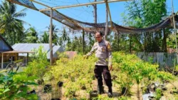 Dorong Budidaya Cabai Diwilayah Binaan, Bhabinkamtibmas Polsek Banggae Pantau Kebun Cabai KWT Buah Anggur