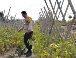Bhabinkamtibmas Polsek Banggae Tinjau Kebun Tomat Warga, Perkuat Sinergi Dukung Ketahanan Pangan