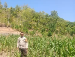 Sinergi Polisi dan Petani, Bhabinkamtibmas Polsek Banggae Timur Awasi Pertumbuhan Jagung Warga Lembang