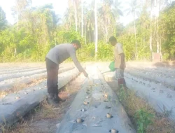 Bhabinkamtibmas Polsek Sendana Turun Langsung Rawat Kebun Cabai, Wujud Nyata Dukung Ketahanan Pangan Nasional