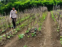 Bhabinkamtibmas Polsek Sendana Kawal Ketahanan Pangan Lewat Pendampingan Petani Ketimun di Desa Puttada
