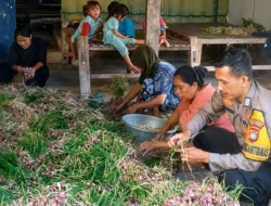 Bhabinkamtibmas Polsek Pamboang Sambangi Petani Panen Bawang Merah Jadi Bukti Nyata Dukungan Ketahanan Pangan