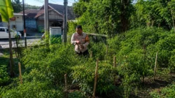 Bhabinkamtibmas Polsek Banggae Dorong Warga Sulap Pekarangan Jadi Lahan Cabai Produktif