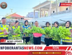 Dari Kebun ke Jalan, Ditlantas Polda Sulbar Wujudkan Ketahanan Pangan Lewat Aksi Berbagi untuk Masyarakat