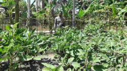 Lahan Produktif Terus Digalakkan, Bhabinkamtibmas Polsek Banggae Pantau Tumbuh Kembang Tanaman Terong Warga