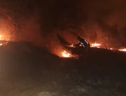 Kebakaran Lahap 5 Hektare Kebun Sawit di Polman, Satgas Karhutla Bergerak Cepat