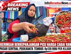 Kekeringan Berkepanjangan Picu Harga Cabai Rawit di Pasar Sentral Pekkabata Tembus Rp120 Ribu per Kilogram